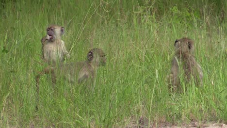 juguetones juveniles de babuinos de oliva forraje parcialmente ocultos detrás de la hierba verde alta