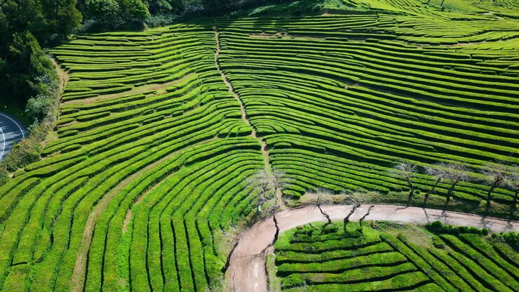 Aerial tea plantation rows in summer. Peaceful lush greenery growing on hills.