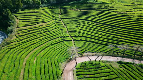 aerial tea plantation rows in summer. peaceful lush greenery growing on hills.