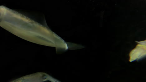 squid at kamon aquarium, japan