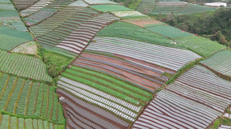 Orbit drone shot of agricultural field on the sloping ground - Flyover beautiful vegetable plantation