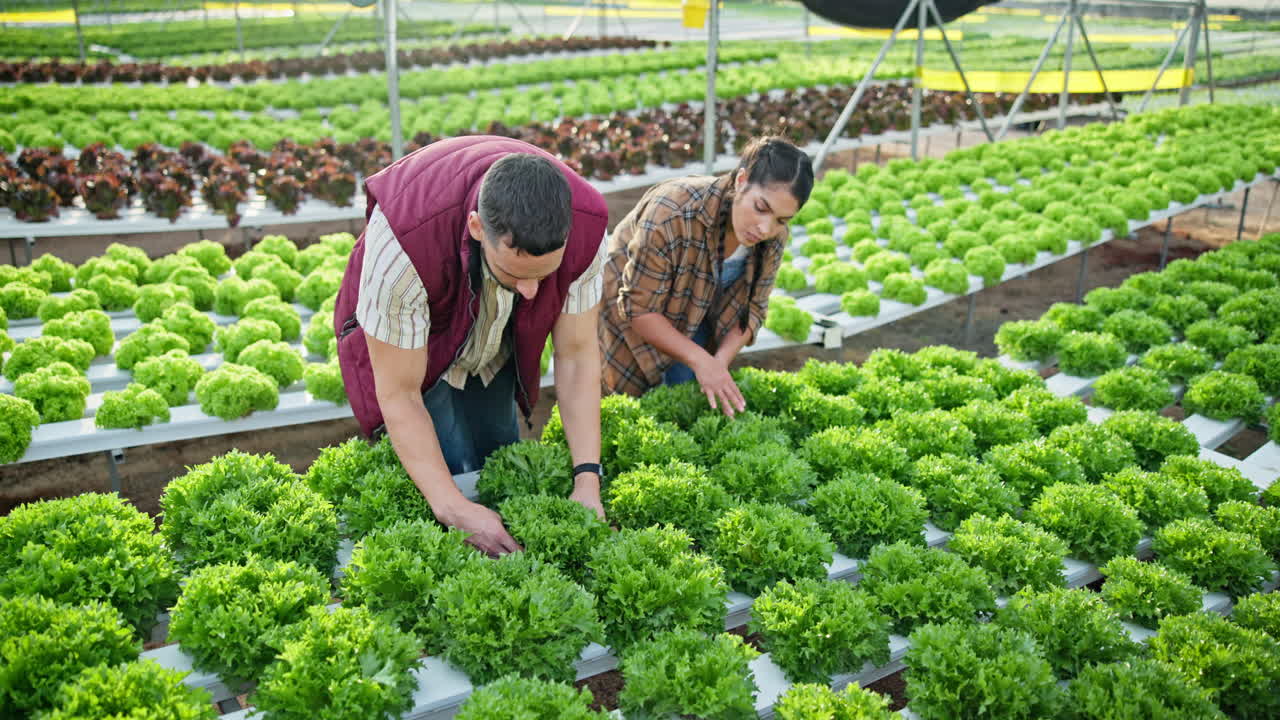 Hydroponic Lettuce Farming in a Greenhouse