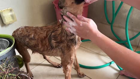 pequeño pastor belga bañándose bien con el dueño de la mascota, frotando suavemente, rascando y limpiando su cuerpo con champú para perros