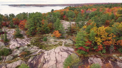 colorful and tall autumn forest with rocky soil near the lake