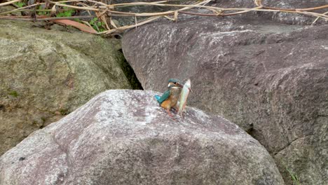 common kingfisher caught big fish, bird's long bill pierced though fish's body, hunter hits still alive prey against rock - slow motion, south korea,