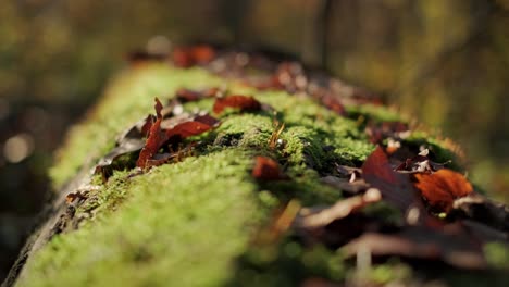 moss-covered tree rack focus over a log with many wilted leaves