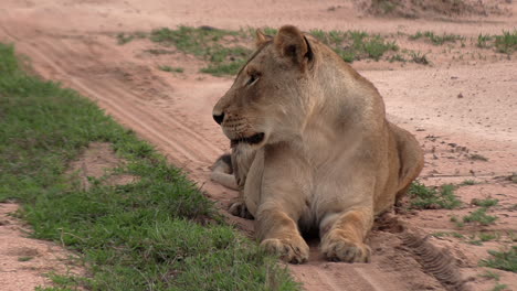 lioness rests on sandy grassy ground, turns head, close frontal view