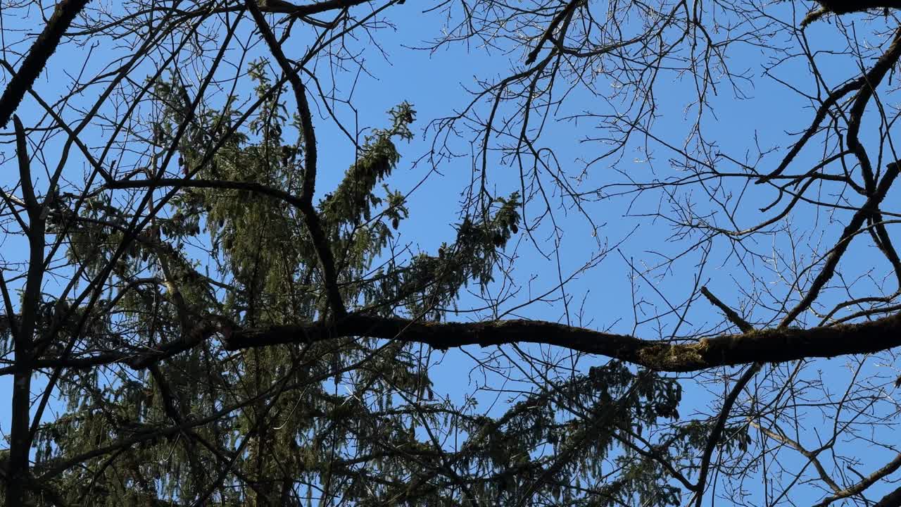 Evergreen spruce tree silver forest Switzerland summer clear blue sky woodland