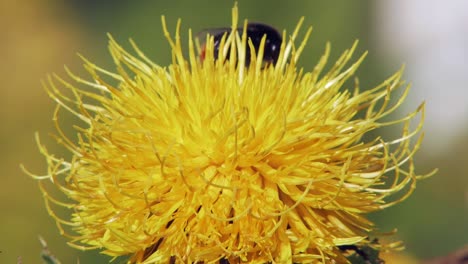 a macro closeup shot of a bumble bee on a yellow flower searching for food