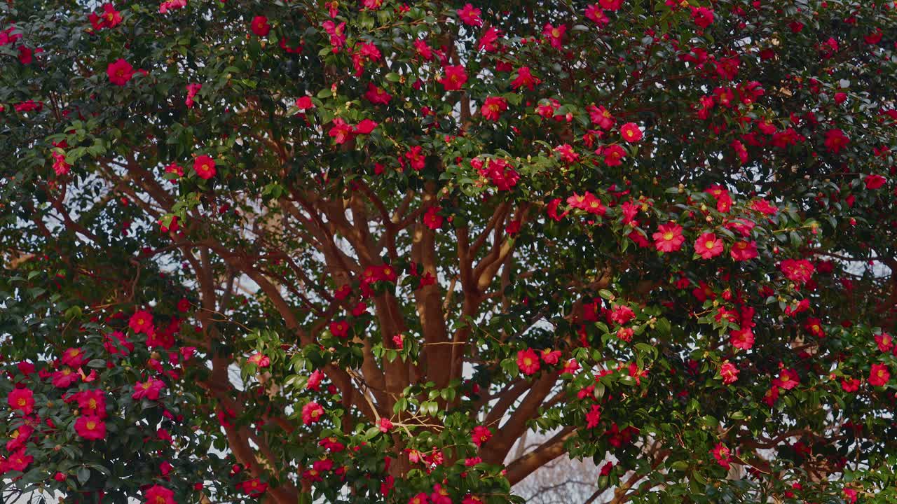 Una majestuosa toma amplia de un gran árbol maduro de Camelia Sasanqua en plena floración. La intrincada red de ramas y las vibrantes flores rojas crean una impresionante silueta natural contra un suave cielo invernal.