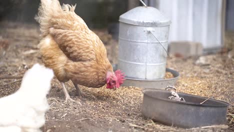 Pollo-Marrón-Rascando-El-Suelo-Con-Los-Pies-Para-Revelar-Los-Granos,-Alimentándose-En-Un-Corral-De-Aves-Durante-El-Día