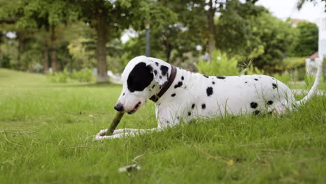 perro en el parque