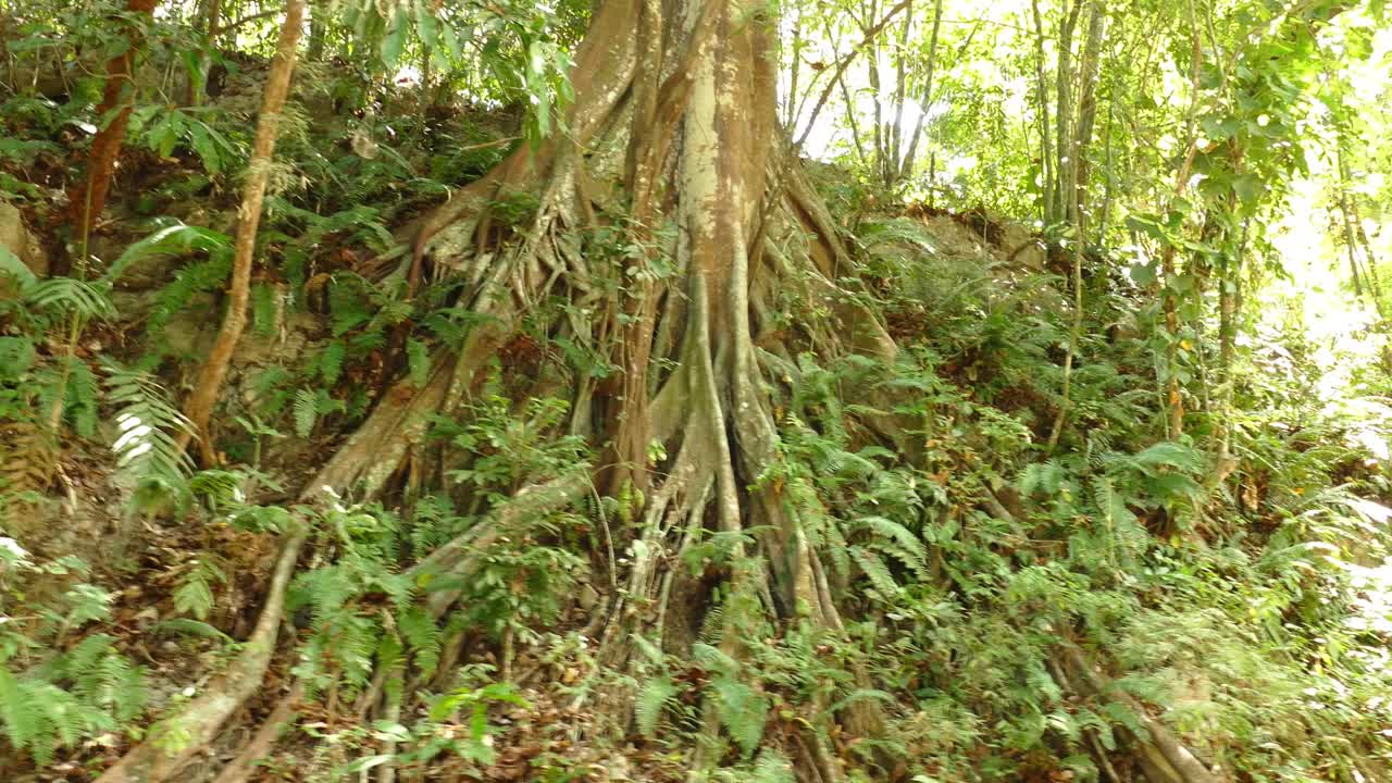 raíz de árbol tropical en la ladera de la selva verde, concepto de selva salvaje, deslizándose a la derecha