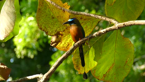 Motmot-De-Corona-Azul,-Momotus-Momota,-Panamá