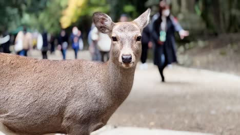 tame calm sika deer in front of walking tourists, portrait, close up, nara park, japan