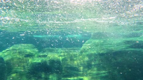 dolphin gracefully glides through clear water