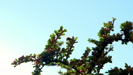 Un-Grano-De-Abejas-Ocupado-Trabajando-En-Un-Arbusto-De-Flores