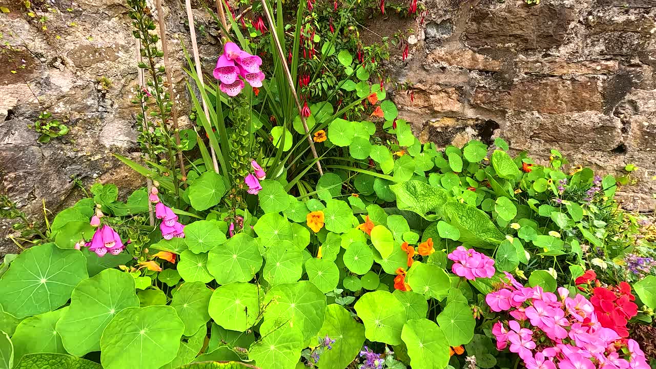 다채로운 꽃이 돌 벽에 꽃을 피운다