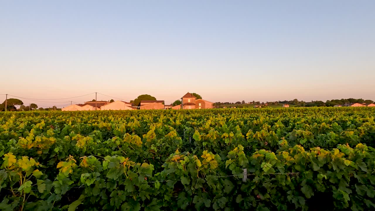 Grape fields at sunset in Saint Emilion
