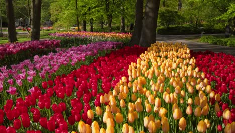 blooming tulips flowerbed in keukenhof flower garden, netherland