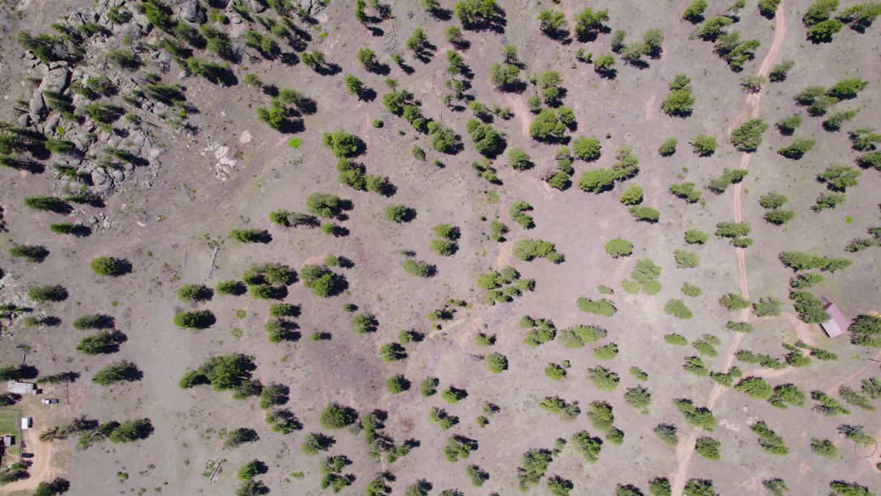 cambio climático clip aéreo de drones de escasos árboles de bosque alpino en paisaje seco durante el día de verano
