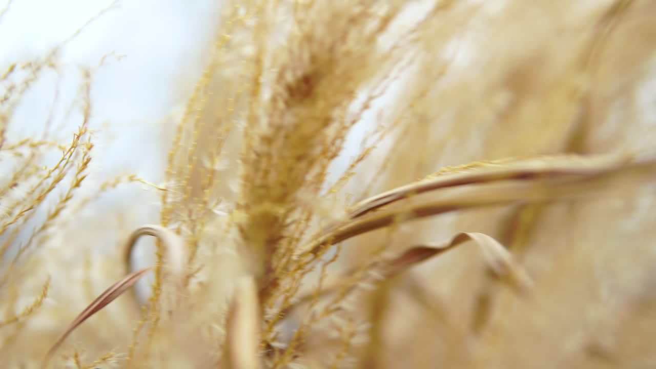 겨울에 근접한 팜파스 풀, 키 큰 풀 줄기가 나무에 흔들리고 있습니다.