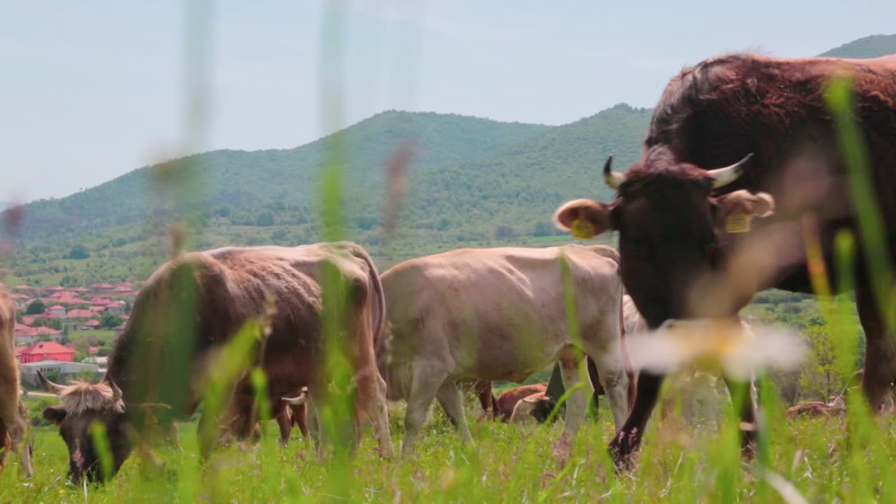 Cows eating grass in a field, low angle shot