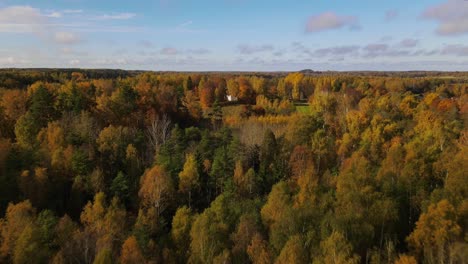 forest view with road