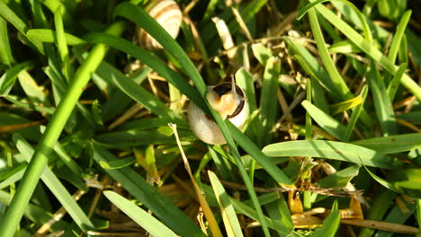 este es un video de un caracol arrastrándose por la hierba temprano en la mañana