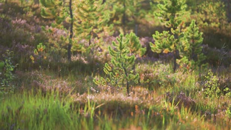 young pine trees, lush grass, and colorful heather shrubs in the summer forest undergrowth are backlit by the morning sun