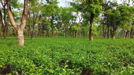 Vista-Aérea-O-Toma-De-Vista-De-Drones-Del-Jardín-De-Té-De-Assam