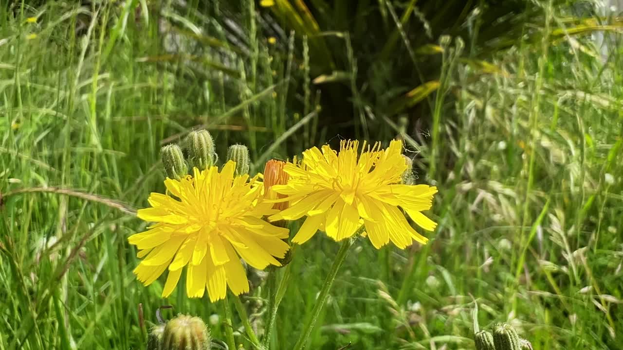 Vista ravvicinata di un'ape che ronza attorno a due brillanti fiori di tarassaco.