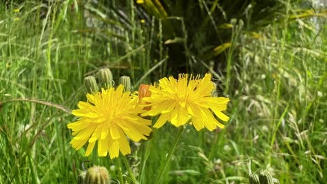 close-up view of bee buzzing around two bright dandelion flowers