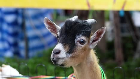 a goat explores its surroundings in bangkok