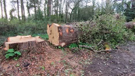 slow panning shot of zhick tree log on the ground, cutout by chainsaw timber all over the place