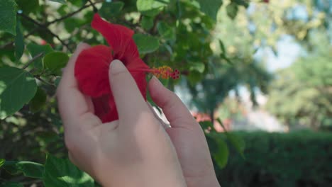 Manos-De-Mujer-Tocando-Pétalos-De-Terciopelo-De-Flor-Roja,-Cámara-Lenta-De-Cerca