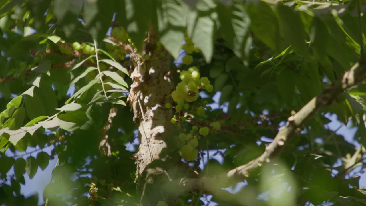 Un primo piano di un grappolo di frutti di uva spina stellata (Phyllanthus acidus) sull'albero, illuminato dal sole