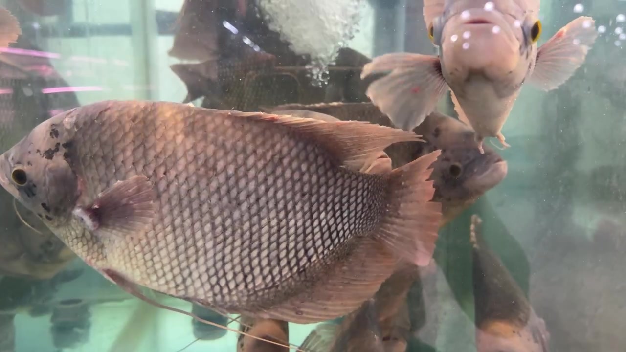 Gruppo di pesci Gourami giganti che nuotano in acquario