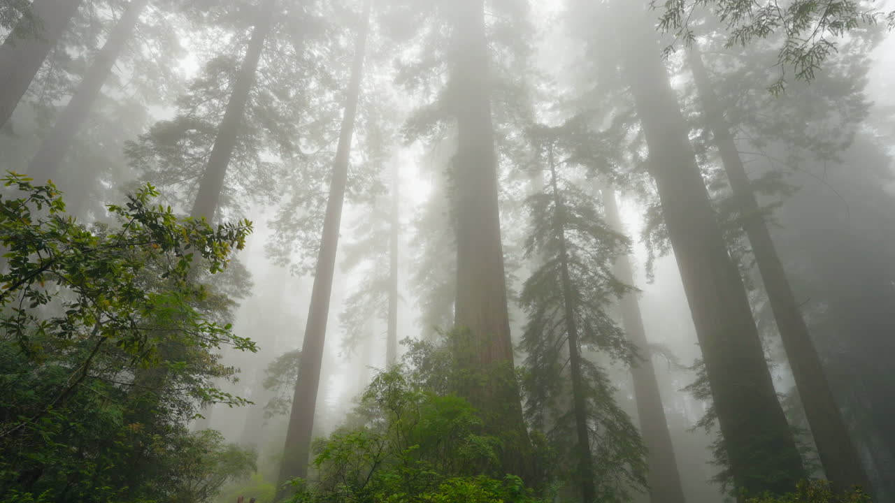 Discovering natures majesty a family day in the redwood groves