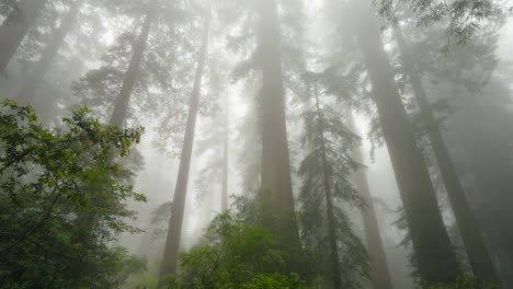 discovering natures majesty a family day in the redwood groves