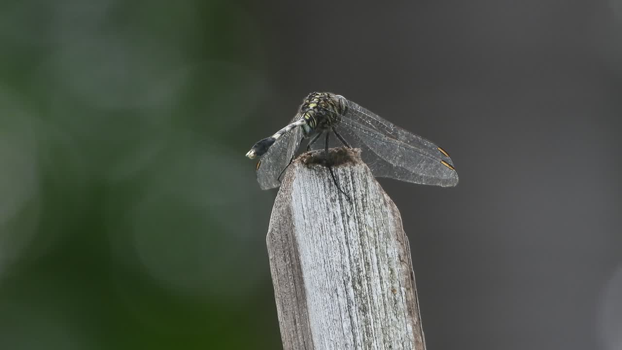 Beautiful Dragonfly relaxing and waiting for hunt
