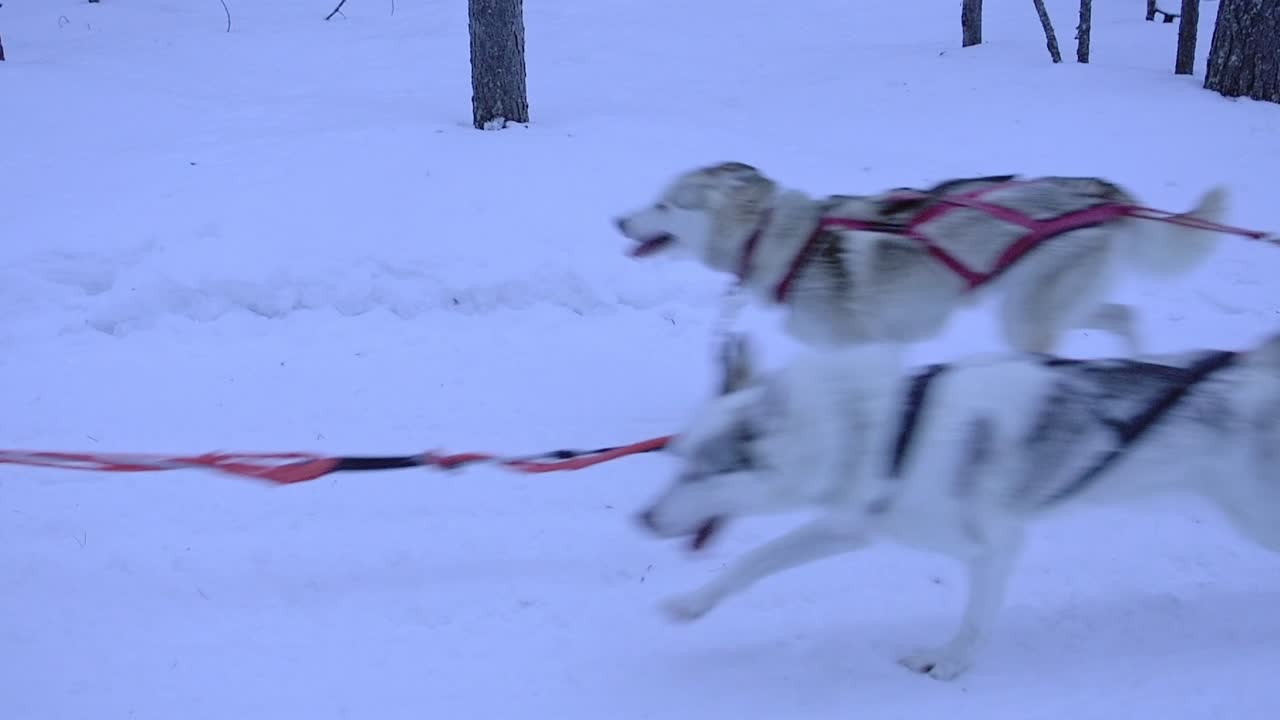 Team of sled dogs pulling a sledge, in a forest, in Lapland, Finland, at dusk