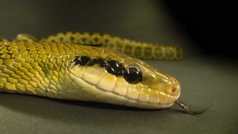 close-up of a yellow-green snake's head with its tongue out