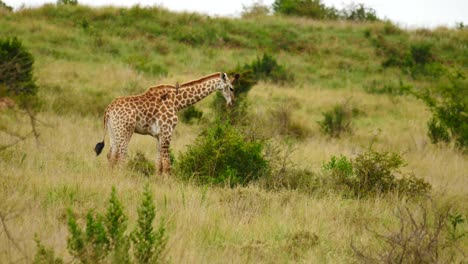 Young-giraffe-eating-leaves-from-small-thorn-tree-then-walks-toward-camera-with-oxpeckers-on-neck-and-back-in-long-grass