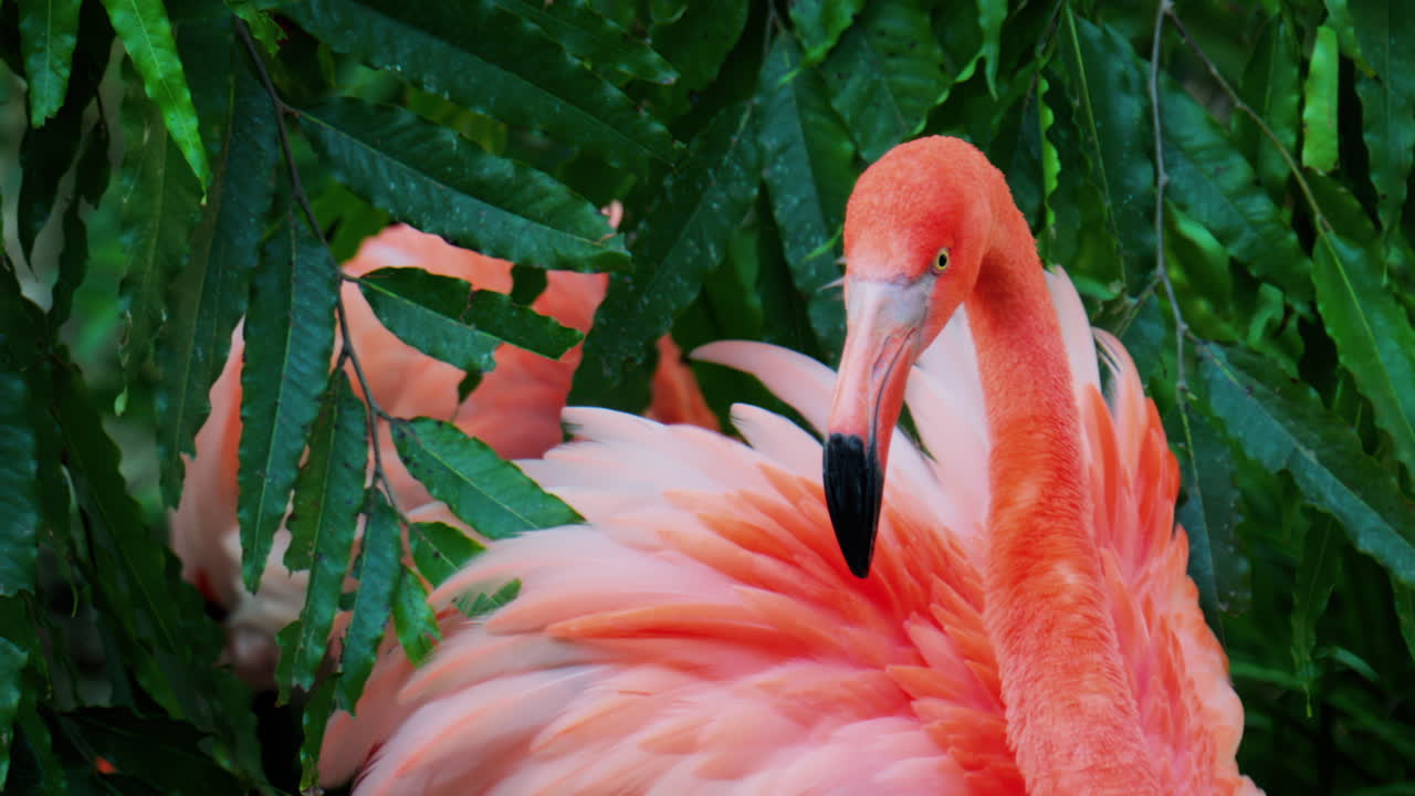 Close up of beautiful, pink flamingo standing in water at a zoo