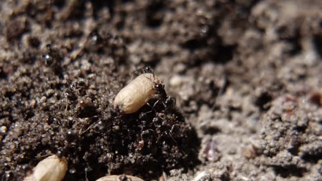 A-Legion-of-Ants-Transporting-An-Egg---Macro-Close-Up