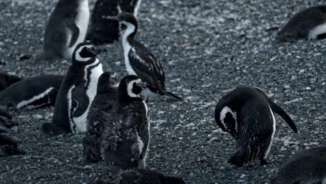 magellanic penguins in covered with feathers isla martillo, ushuaia, argentina