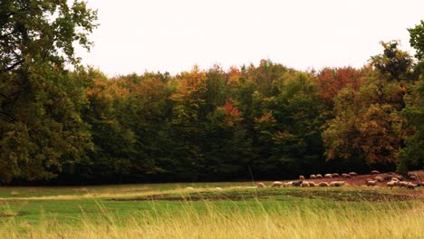 Schafherde-Bewegt-Sich-In-Richtung-Gras-Mit-Rostigem-Wald-Im-Hintergrund