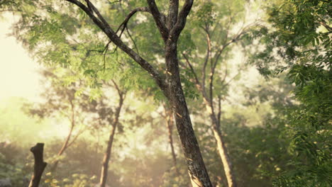 La-Luz-Del-Sol-De-Finales-De-Verano-Atravesando-Los-árboles