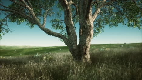 Kenya park savannah stunning landscape with a single tree